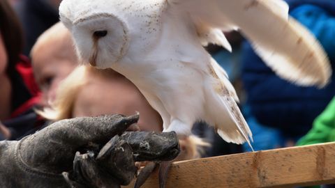 Greifvogelschau der Steiner Vogelfreunde